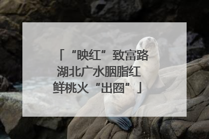 “映红”致富路 湖北广水胭脂红鲜桃火“出圈”