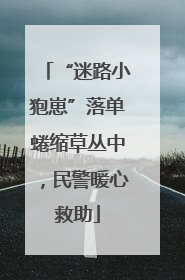 “迷路小狍崽”落单蜷缩草丛中，民警暖心救助