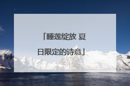 睡莲绽放 夏日限定的诗意