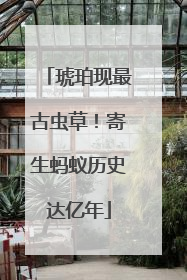 琥珀现最古虫草！寄生蚂蚁历史达亿年