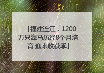 福建连江：1200万只海马历经8个月培育 迎来收获季