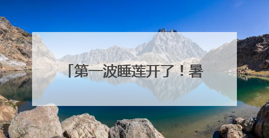 第一波睡莲开了！暑气渐浓，沪上公园打翻大自然“调色盘”