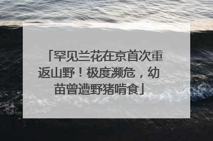 罕见兰花在京首次重返山野！极度濒危，幼苗曾遭野猪啃食