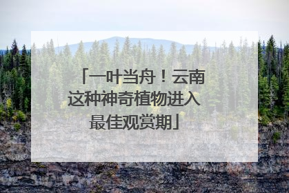 一叶当舟！云南这种神奇植物进入最佳观赏期