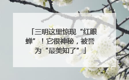 三明这里惊现“红眼蝉”！它很神秘，被誉为“最美知了”