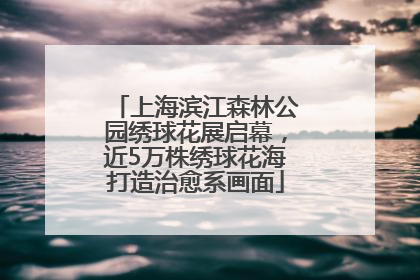 上海滨江森林公园绣球花展启幕，近5万株绣球花海打造治愈系画面