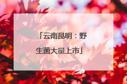 云南昆明：野生菌大量上市
