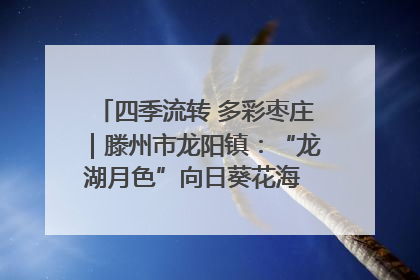 四季流转 多彩枣庄｜滕州市龙阳镇：“龙湖月色”向日葵花海 绘就乡村振兴新画卷