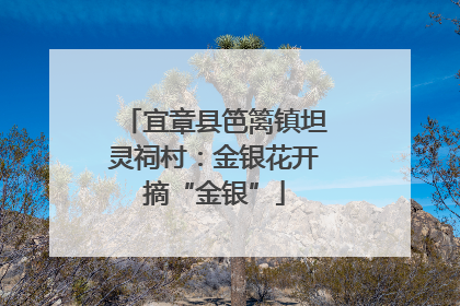 宜章县笆篱镇坦灵祠村：金银花开摘“金银”