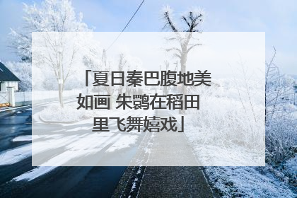 夏日秦巴腹地美如画 朱鹮在稻田里飞舞嬉戏