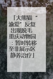 大熊猫“渝爱”反复出现脱毛 重庆动物园：暂时转移至非展示区静养治疗