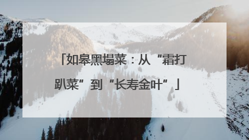 如皋黑塌菜：从“霜打趴菜”到“长寿金叶”