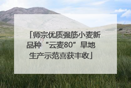 师宗优质强筋小麦新品种“云麦80”旱地生产示范喜获丰收