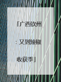 广西钦州：又到辣椒收获季