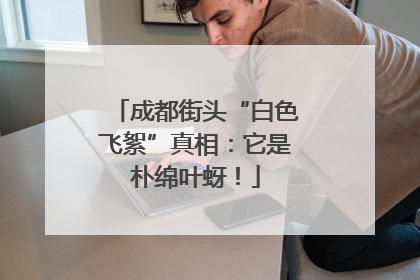成都街头“白色飞絮”真相：它是朴绵叶蚜！