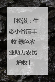 松滋：生态小番茄丰收 绿色农业助力农民增收