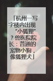 杭州一写字楼内出现“小狐狸”？兽医院院长：普通的宠物小狗，像狐狸犬