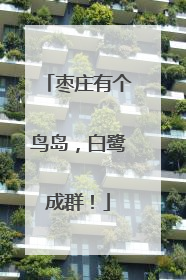 枣庄有个鸟岛，白鹭成群！