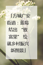 方城广安街道：蓝莓结出 “致富果” 绘就乡村振兴新图景