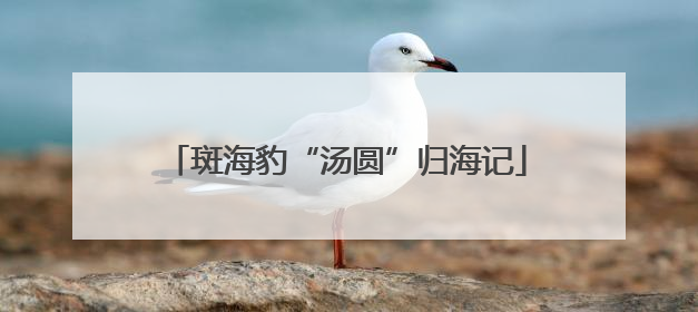 斑海豹“汤圆”归海记