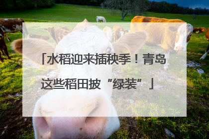 水稻迎来插秧季！青岛这些稻田披“绿装”