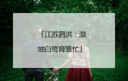 江苏泗洪：湿地白鹭育雏忙