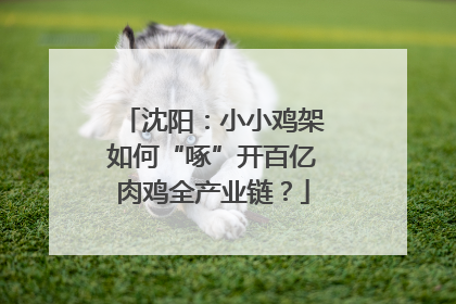沈阳：小小鸡架如何“啄”开百亿肉鸡全产业链？
