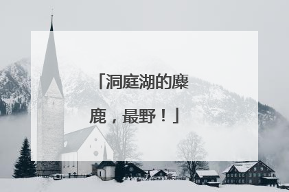 洞庭湖的麋鹿，最野！