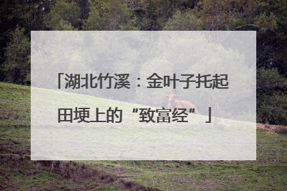 湖北竹溪：金叶子托起田埂上的“致富经”