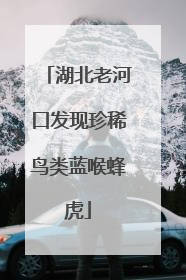 湖北老河口发现珍稀鸟类蓝喉蜂虎