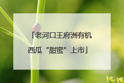 老河口王府洲有机西瓜“甜蜜”上市