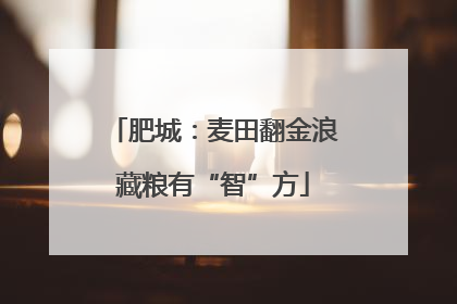 肥城：麦田翻金浪藏粮有“智”方