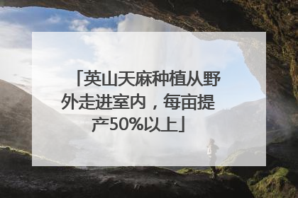 英山天麻种植从野外走进室内，每亩提产50%以上