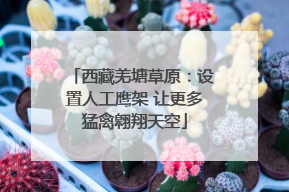 西藏羌塘草原：设置人工鹰架 让更多猛禽翱翔天空