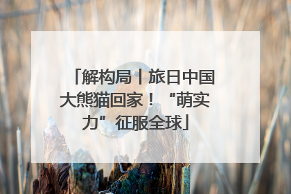 解构局丨旅日中国大熊猫回家！“萌实力”征服全球