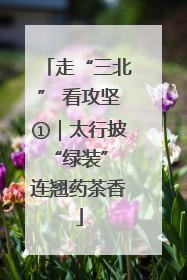 走“三北” 看攻坚①｜太行披“绿装” 连翘药茶香