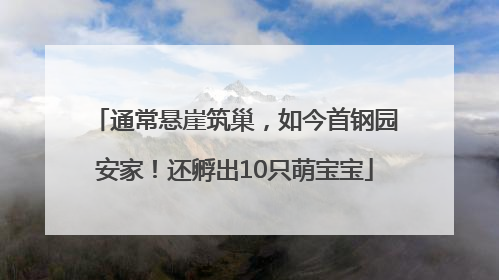 通常悬崖筑巢，如今首钢园安家！还孵出10只萌宝宝