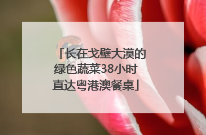 长在戈壁大漠的绿色蔬菜38小时直达粤港澳餐桌