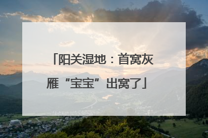 阳关湿地：首窝灰雁“宝宝”出窝了