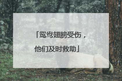 鸳鸯翅膀受伤，他们及时救助