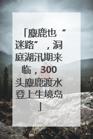 麋鹿也“迷路”，洞庭湖汛期来临，300头麋鹿渡水登上生境岛