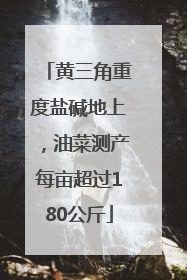 黄三角重度盐碱地上，油菜测产每亩超过180公斤