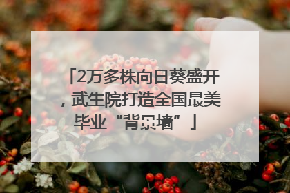 2万多株向日葵盛开，武生院打造全国最美毕业“背景墙”