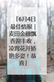 6月4日最佳情报｜麦田金穗飘香迎丰收，凌霄花开娇艳多姿！恭喜